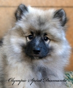 Олимпик Спирит Диаманта, 3 мес