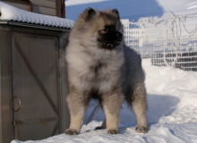 Олимпик Спирит Елиана, 5 месяцев