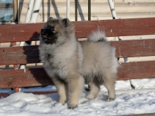 Олимпик Спирит Елиана, 5 месяцев