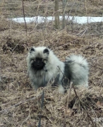 Олимпик Спирит Елиана, 7 месяцев