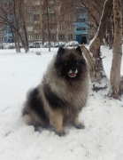 Северная Орхидея Фест Олимпик Голд 