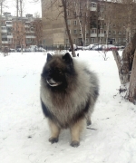Северная Орхидея Фест Олимпик Голд 