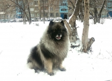 Северная Орхидея Фест Олимпик Голд 