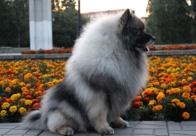 Северная Орхидея Фест Олимпик Голд 