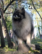 Северная Орхидея Фест Олимпик Голд 