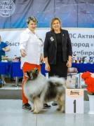 Северная Орхидея Фест Олимпик Голд 