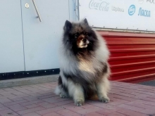 Северная Орхидея Фест Олимпик Голд