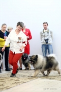 Северная Орхидея Фест Олимпик Голд 