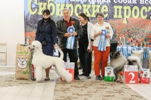 Северная Орхидея Фест Олимпик Голд 