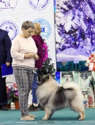 Северная Орхидея Фест Олимпик Голд 