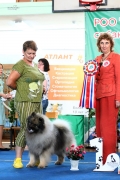 Северная Орхидея Фест Олимпик Голд 