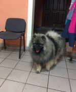 Олимпик Спирит Илай, 8 мес