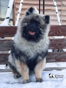 Олимпик Спирит Илай, 6 мес
