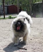 Олимпик Спирит Жасмина