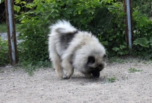 Олимпик Спирит Жасмина