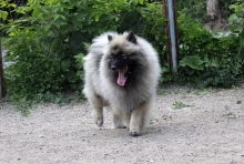 Олимпик Спирит Жасмина