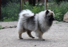 Олимпик Спирит Жасмина