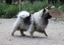 Олимпик Спирит Жасмина