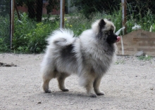 Олимпик Спирит Жасмина