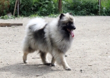 Олимпик Спирит Жасмина