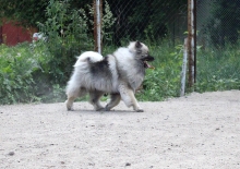 Олимпик Спирит Жасмина