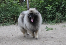 Олимпик Спирит Жасмина