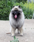 Олимпик Спирит Жасмина