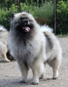 Олимпик Спирит Жасмина