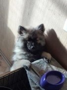 Олимпик Спирит Жасмина, 5 месяцев