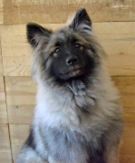 Олимпик Спирит Жасмина, 6 месяцев