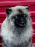 Олимпик Спирит Жасмина, 11 месяцев