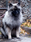 Олимпик Спирит Жасмина, 11 месяцев