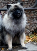 Олимпик Спирит Жасмина, 11 месяцев