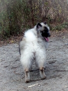 Олимпик Спирит Жасмина, 11 месяцев