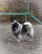 Олимпик Спирит Жасмина, 11 месяцев