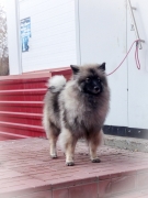Олимпик Спирит Жасмина, 11 месяцев