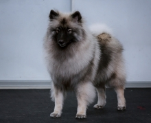 Олимпик Спирит Жасмина, 11 месяцев