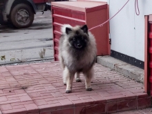 Олимпик Спирит Жасмина, 11 месяцев
