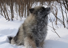 Олимпик Спирит Жасмина, 15 месяцев