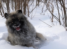 Олимпик Спирит Жасмина, 15 месяцев