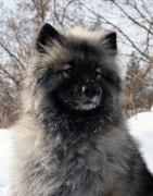 Олимпик Спирит Жасмина, 16 месяцев