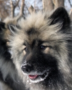 Олимпик Спирит Жасмина, 16 месяцев