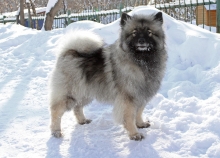 Олимпик Спирит Жасмина, 16 месяцев