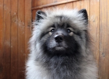 Олимпик Спирит Жасмина, 17 месяцев