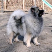 Олимпик Спирит Жасмина, 18 месяцев