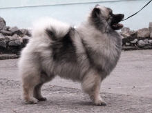 Олимпик Спирит Жасмина, 18 месяцев