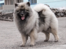 Олимпик Спирит Жасмина, 18 месяцев