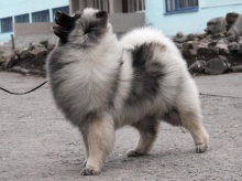 Олимпик Спирит Жасмина, 18 месяцев
