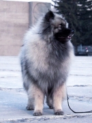 Олимпик Спирит Жасмина, 18 месяцев
