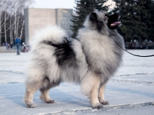 Олимпик Спирит Жасмина, 18 месяцев